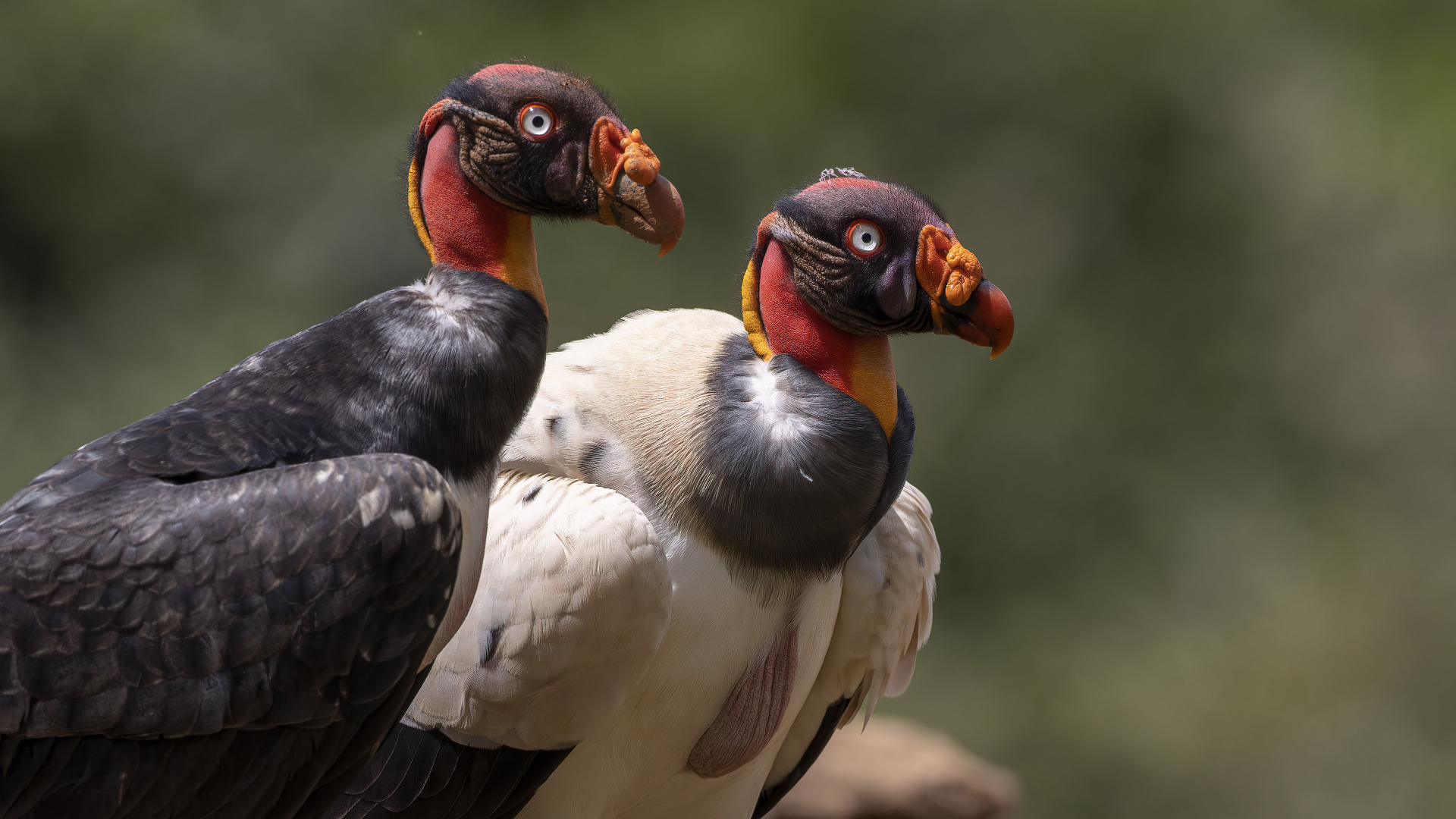 King Vulture